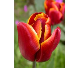 Tulp - Abu Hassan - 10 bollen - BIO Tulp - Abu Hassan - 10 bollen - BIO