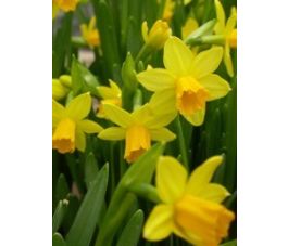 Narcis - Tête-à-Tête - 10 bollen - BIO Narcis - Tête-à-Tête - 10 bollen - BIO