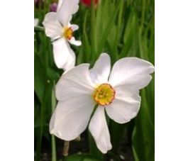 Narcis - Recurvus - 10 bollen - BIO