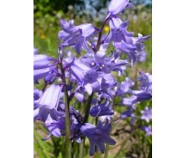 Hyacinthoides hispanica - Blauwe boshyacint - 25 bollen - BIO