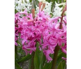 Hyacinth - Pink Pearl - 3 bollen - BIO