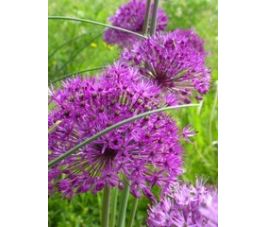 Sterrenlook - Allium aflatunense - Purple Sensation - 10 bollen - BIO Sterrenlook - Allium aflatunense - Purple Sensation - 10 bollen - BIO