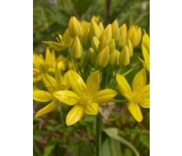 Gele sierui - Goudlook - Allium moly 'Jeanine' - 10 bollen - BIO