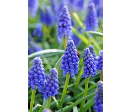 Muscari armeniacum - Blauwe druifje - per 10 bollen - BIO
