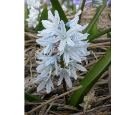 Puschkinia libanotica - Saffierhyacinth - 10 bollen - BIO