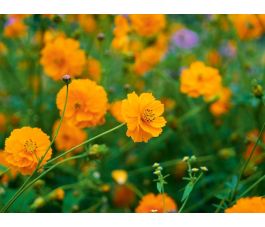 Cosmos sulphureus - Cosmea oranje - BIODYNAMISCH Cosmos sulphureus - Cosmea oranje - BIODYNAMISCH
