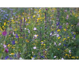 B648 - Bloemenmengeling - Florido - BIO B648 - Bloemenmengeling - Florido - BIO