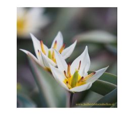 Botanische tulp - Tulipa turkestanica - 10 bollen - BIO