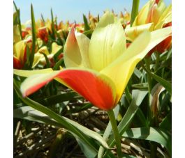 Botanische Tulp - Tulipa clusiana 'Taco' - 10 bollen - BIO