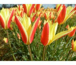 Botanische Tulp - Tulipa clusiana 'Tinka' - 10 bollen - BIO