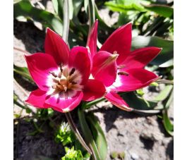 Botanische Tulp - Tulipa humilis - Tiny Timo - 10 bollen - BIO