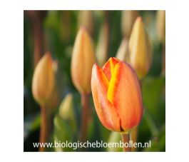 Tulp - Dafeng - 10 bollen - BIO