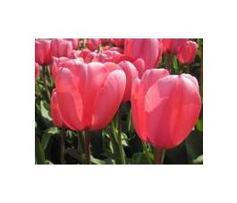 Tulp - Pink Impression - 10 bollen - BIO