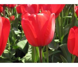 Tulp - Red Impression - 10 bollen - BIO