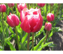 Tulp - Columbus - 10 bollen - BIO