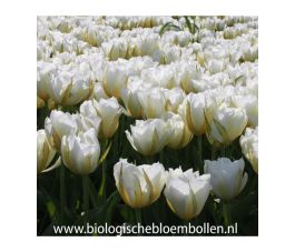 Tulp - Exotic Emperor - White Valley - 10 bollen - BIO