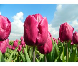 Tulp - Purple Prince - 10 bollen - BIO