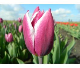 Tulp - Synaeda Blue - 10 bollen - BIO