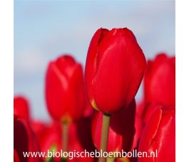 Tulp - Fire Clay - 10 bollen - BIO