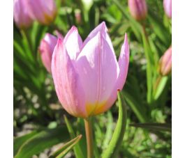 Botanische tulp - Tulipa bakerii 'Lilac Wonder' - 10 bollen - BIO
