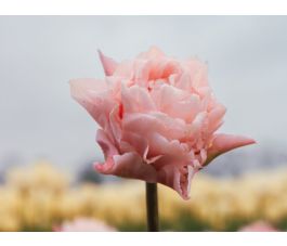 Tulp - Dreamer - 10 bollen - BIO Tulp - Dreamer - 10 bollen - BIO