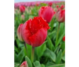 Tulp - Masterpeace - 10 bollen - BIO