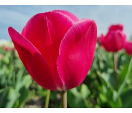 Tulp - Carola - 10 bollen - BIO