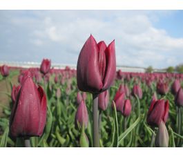Tulp - Ronaldo - 10 bollen - BIO