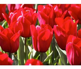 Tulp - Strong Love - 10 bollen - BIO