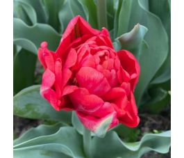 Tulp - Andante - 10 bollen - BIO