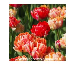 Tulp - Gudoshnik Double - 10 bollen - BIO Tulp - Gudoshnik Double - 10 bollen - BIO