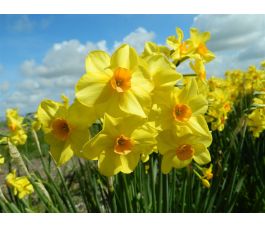 Narcis - Martinette - 10 bollen - BIO