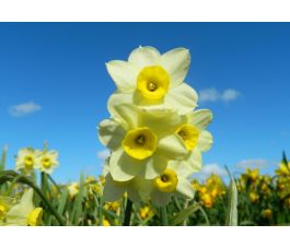 Narcis - Minnow - 10 bollen - BIO