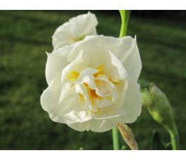 Narcis - Bridal Crown - 10 bollen - BIO