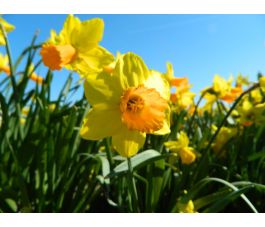 Narcis - Jetfire - 10 bollen - BIO