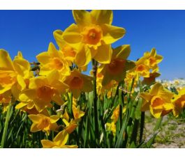 Narcis - Garden Opera - 10 bollen - BIO