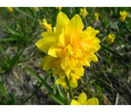 Narcis - Tête Rosette - 10 bollen - BIO