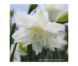 Narcis - Calgary - 10 bollen - BIO