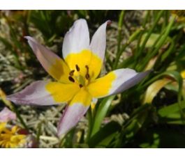 Botanische Tulp - Tulipa saxatilis - 10 bollen - BIO