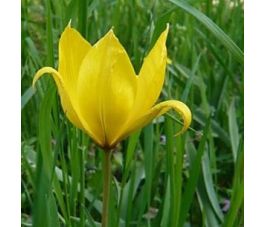 Bostulp - Tulipa sylvestris - 10 bollen - BIO