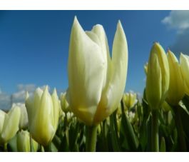 Tulp - Purissima - 10 bollen - BIO