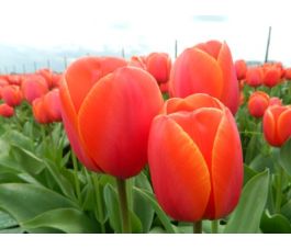 Tulp - Ad Rem - 10 bollen - BIO