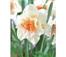 Narcis - Replete - 10 bollen- BIO Narcis - Replete - 10 bollen- BIO