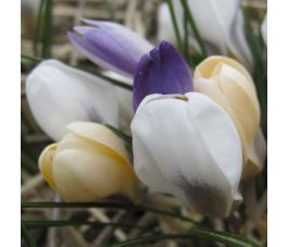 Boerenkrokus - Mix van kleuren - 10 bollen - BIO Boerenkrokus - Mix van kleuren - 10 bollen - BIO