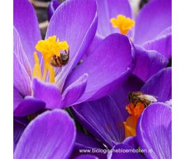 Krokus - Grand Maître - 10 bollen - BIO