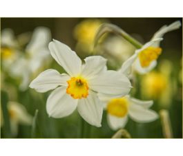 Narcis Seagull - 10 bollen