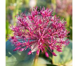 Allium karataviense 'Red Giant Star' - 5 bollen - BIO Allium karataviense 'Red Giant Star' - 5 bollen - BIO