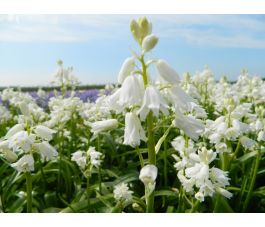 Hyacinthoides hispanica - Witte boshyacint - 10 bollen - BIO Hyacinthoides hispanica - Witte boshyacint - 10 bollen - BIO
