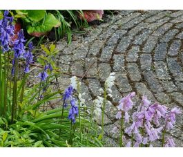 Hyacinthoides hispanica - Boshyacinth - kleurenmix blauw-roze-wit - 10 bollen - BIO