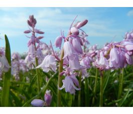 Hyacinthoides hispanica - Roze boshyacint - 10 bollen - BIO